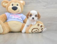 5 week old Cavalier King Charles Spaniel Puppy For Sale - Windy City Pups