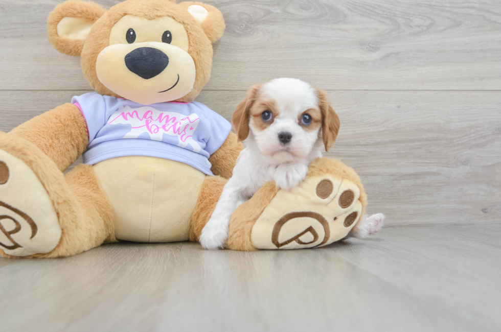 5 week old Cavalier King Charles Spaniel Puppy For Sale - Windy City Pups