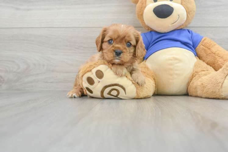 Hypoallergenic Cavalier King Charles Spaniel Baby