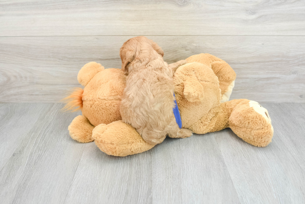 Popular Cavalier King Charles Spaniel Baby