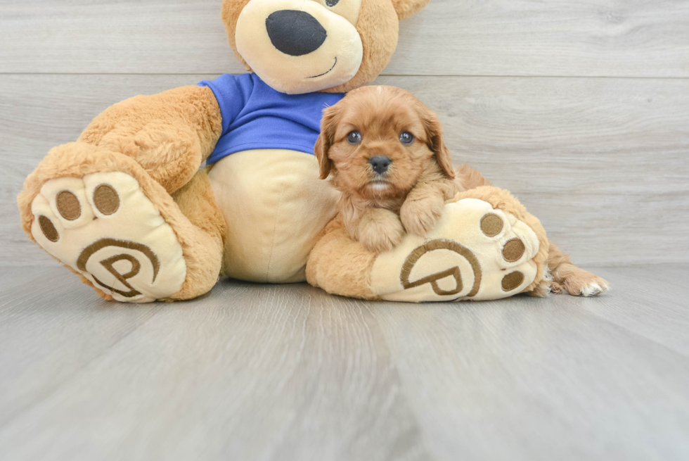 Cavalier King Charles Spaniel Pup Being Cute