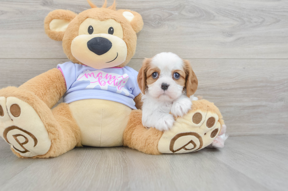 5 week old Cavalier King Charles Spaniel Puppy For Sale - Windy City Pups