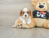6 week old Cavalier King Charles Spaniel Puppy For Sale - Windy City Pups