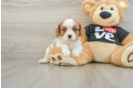 Cavalier King Charles Spaniel Pup Being Cute
