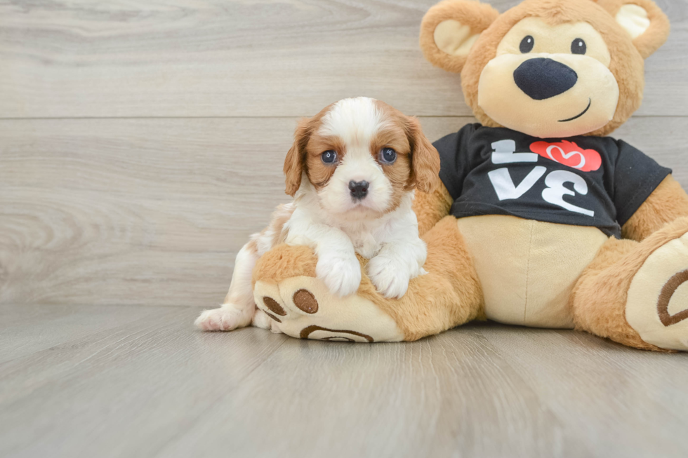 Cavalier King Charles Spaniel Pup Being Cute