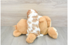 Popular Cavalier King Charles Spaniel Baby