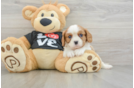 Hypoallergenic Cavalier King Charles Spaniel Baby