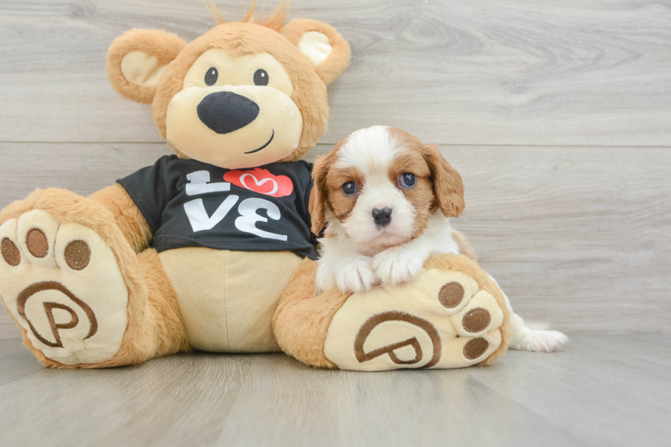 Hypoallergenic Cavalier King Charles Spaniel Baby
