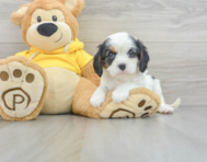 9 week old Cavalier King Charles Spaniel Puppy For Sale - Windy City Pups