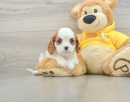 6 week old Cavalier King Charles Spaniel Puppy For Sale - Windy City Pups