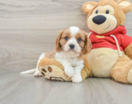 7 week old Cavalier King Charles Spaniel Puppy For Sale - Windy City Pups