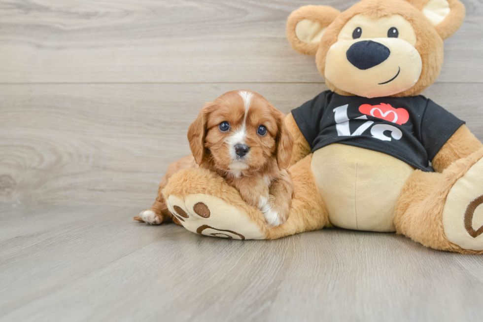 Funny Cavalier King Charles Spaniel Purebred Pup