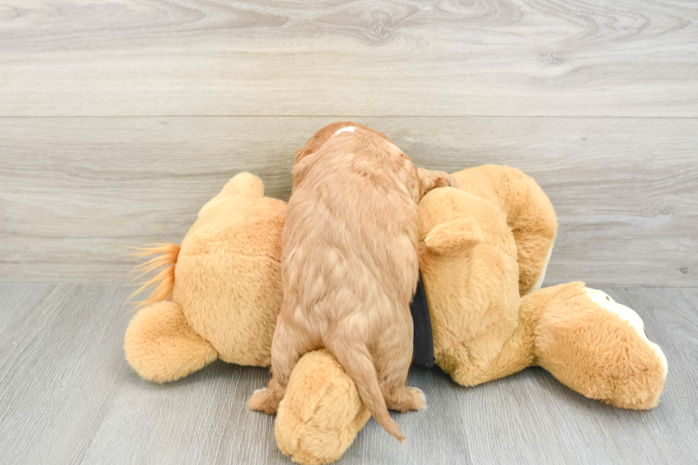 Cavalier King Charles Spaniel Puppy for Adoption