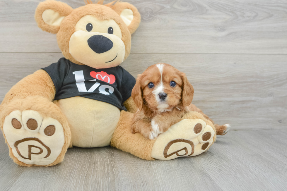Best Cavalier King Charles Spaniel Baby