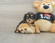 7 week old Cavalier King Charles Spaniel Puppy For Sale - Windy City Pups