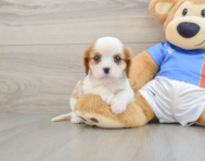 6 week old Cavalier King Charles Spaniel Puppy For Sale - Windy City Pups
