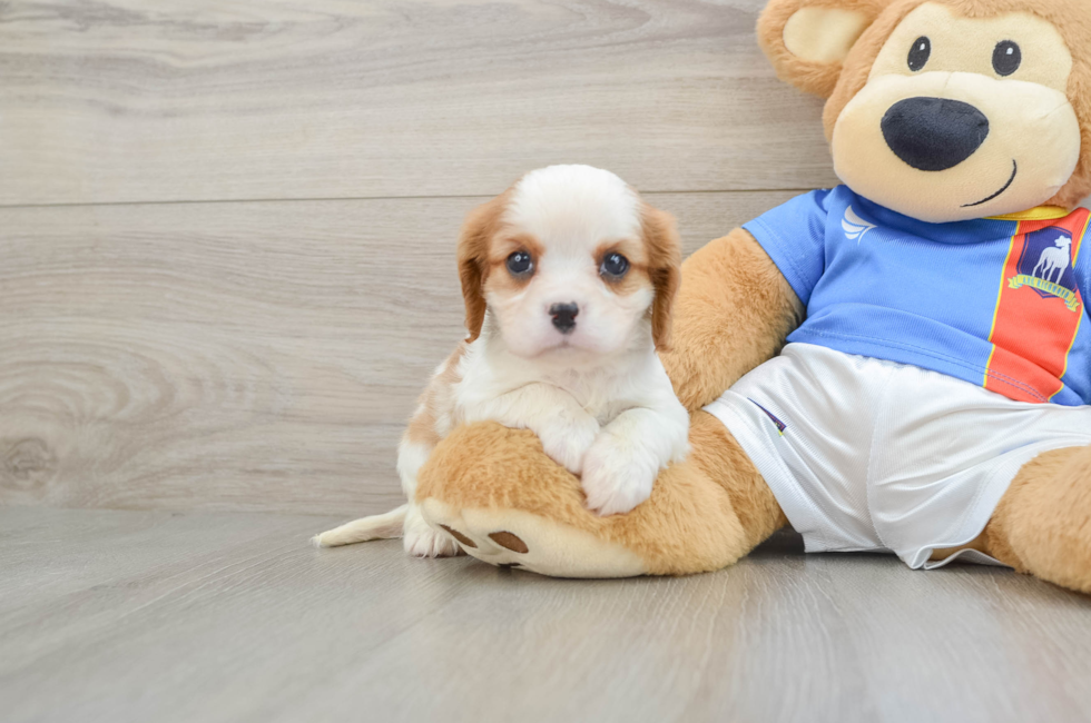 6 week old Cavalier King Charles Spaniel Puppy For Sale - Windy City Pups