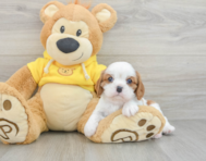 6 week old Cavalier King Charles Spaniel Puppy For Sale - Windy City Pups