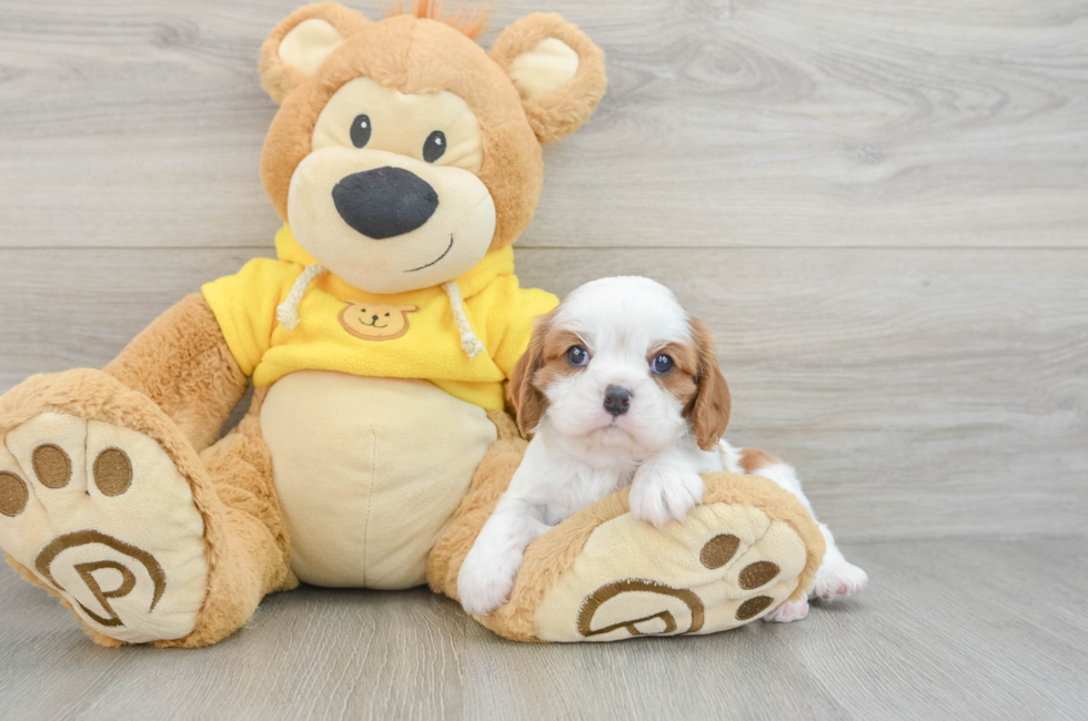 7 week old Cavalier King Charles Spaniel Puppy For Sale - Windy City Pups