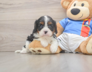 5 week old Cavalier King Charles Spaniel Puppy For Sale - Windy City Pups