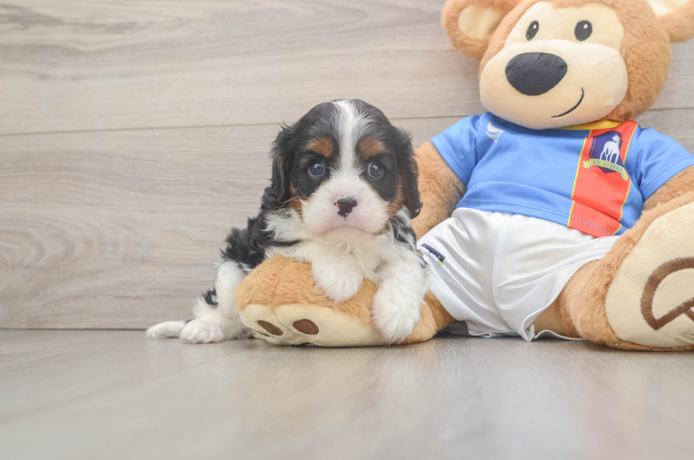 5 week old Cavalier King Charles Spaniel Puppy For Sale - Windy City Pups