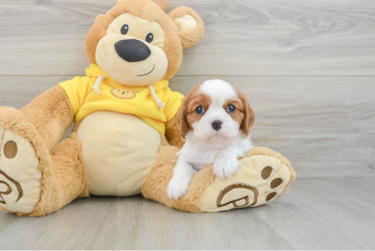 Cavalier King Charles Spaniel Puppy for Adoption