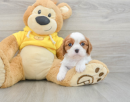6 week old Cavalier King Charles Spaniel Puppy For Sale - Windy City Pups