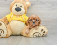 6 week old Cavalier King Charles Spaniel Puppy For Sale - Windy City Pups