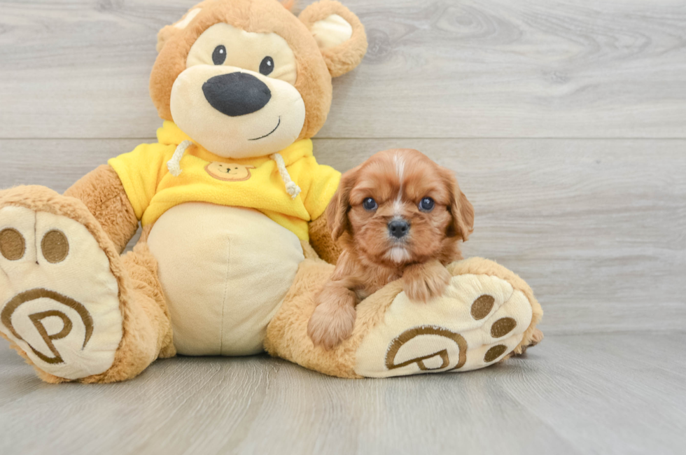 7 week old Cavalier King Charles Spaniel Puppy For Sale - Windy City Pups