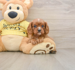6 week old Cavalier King Charles Spaniel Puppy For Sale - Windy City Pups