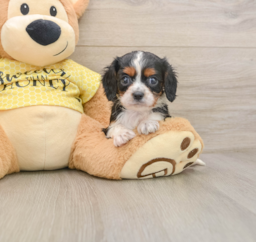 6 week old Cavalier King Charles Spaniel Puppy For Sale - Windy City Pups