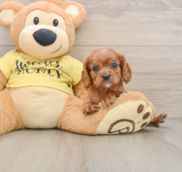 6 week old Cavalier King Charles Spaniel Puppy For Sale - Windy City Pups