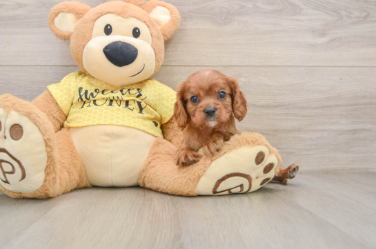 GLENDA, a Cavalier King Charles Spaniel littermate