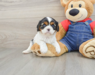 6 week old Cavalier King Charles Spaniel Puppy For Sale - Windy City Pups