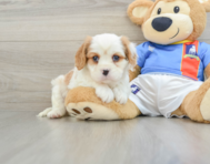 6 week old Cavalier King Charles Spaniel Puppy For Sale - Windy City Pups