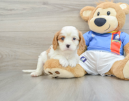 6 week old Cavalier King Charles Spaniel Puppy For Sale - Windy City Pups