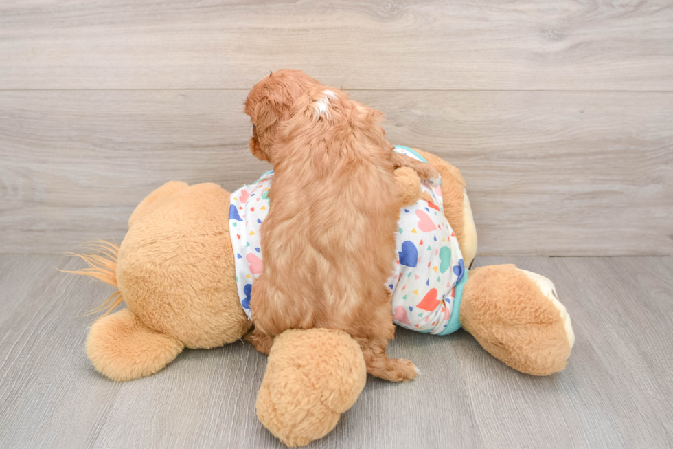 Cavalier King Charles Spaniel Puppy for Adoption
