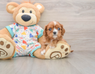 5 week old Cavalier King Charles Spaniel Puppy For Sale - Windy City Pups