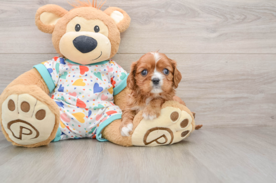 Cavalier King Charles Spaniel Puppy for Adoption