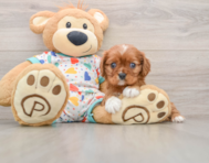 6 week old Cavalier King Charles Spaniel Puppy For Sale - Windy City Pups