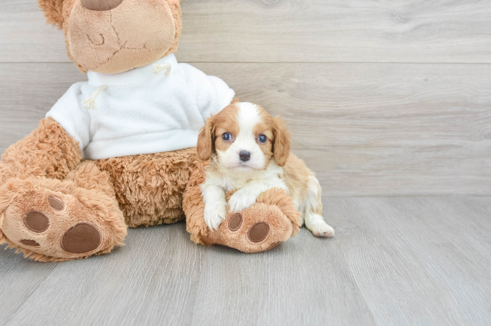 6 week old Cavalier King Charles Spaniel Puppy For Sale - Windy City Pups