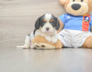 5 week old Cavalier King Charles Spaniel Puppy For Sale - Windy City Pups