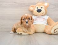 6 week old Cavalier King Charles Spaniel Puppy For Sale - Windy City Pups