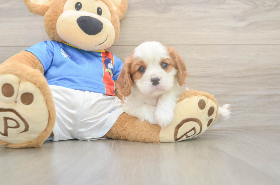 6 week old Cavalier King Charles Spaniel Puppy For Sale - Windy City Pups