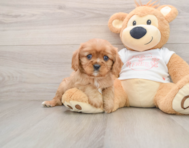 6 week old Cavalier King Charles Spaniel Puppy For Sale - Windy City Pups