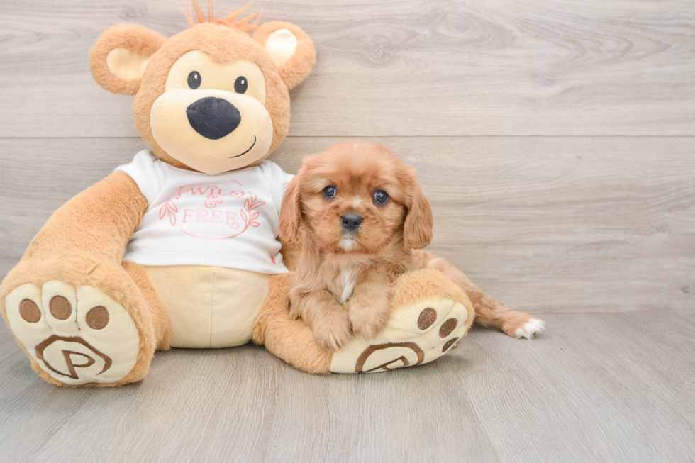 Best Cavalier King Charles Spaniel Baby