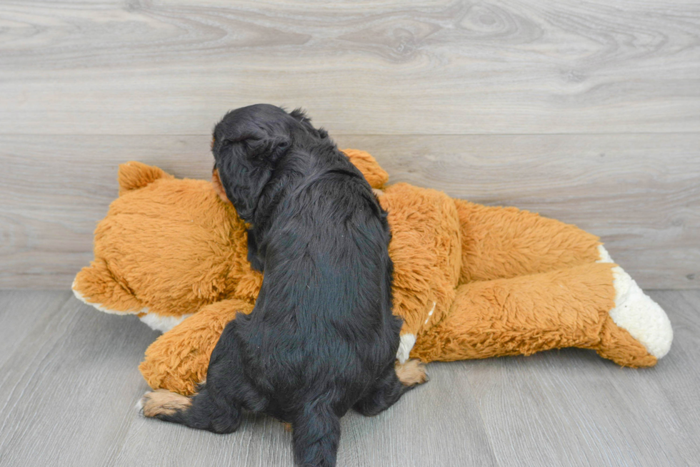 Friendly Cavalier King Charles Spaniel Purebred Pup