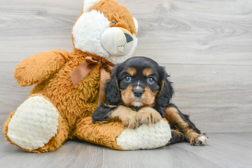 Cavalier King Charles Spaniel Pup Being Cute