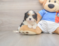 6 week old Cavalier King Charles Spaniel Puppy For Sale - Windy City Pups