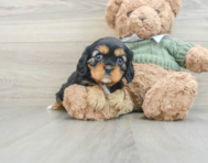 7 week old Cavalier King Charles Spaniel Puppy For Sale - Windy City Pups